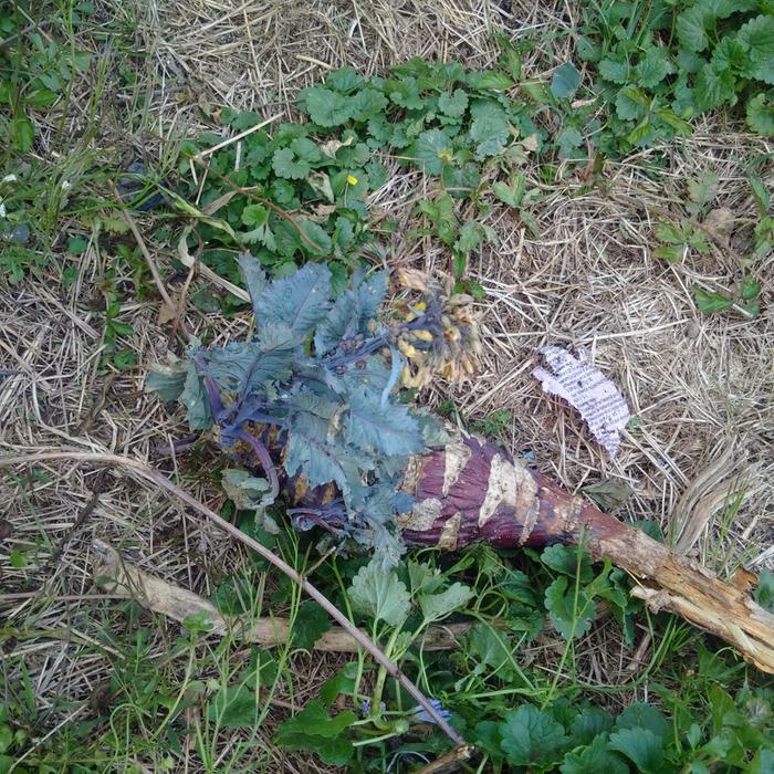 final living kohlrabi (early purple vienna from southern exposure)