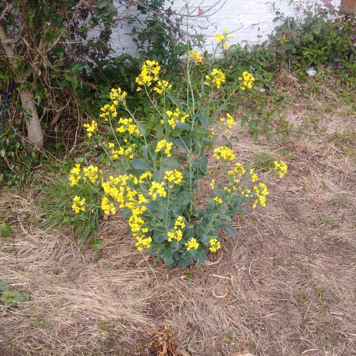 another senposai plant