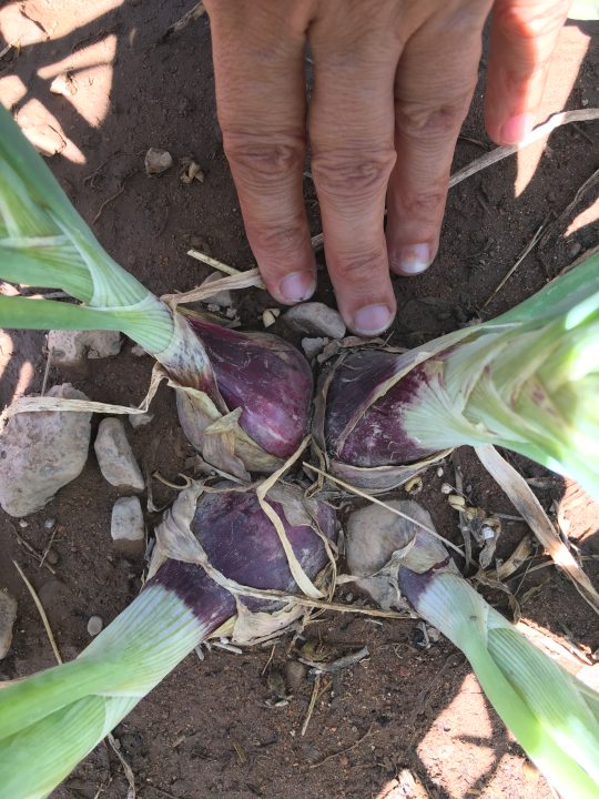 The largest potato onions from a batch started this last winter