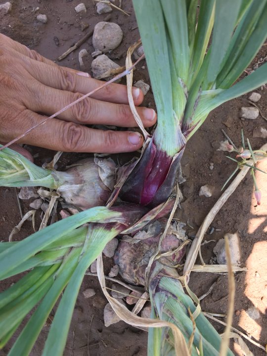 Potato onions from Kelly Winterton seed