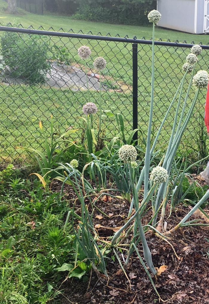 Potato Onions in Flower