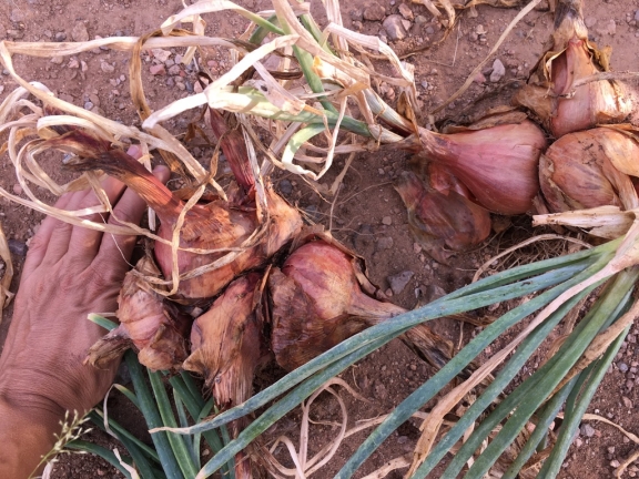 mature potato onion bunches grown from seed