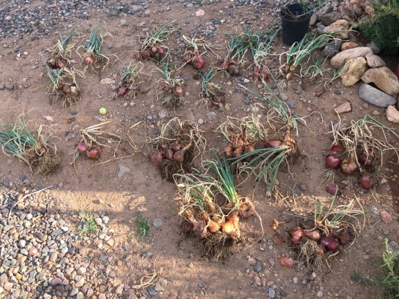 potato onion harvest sorted by size