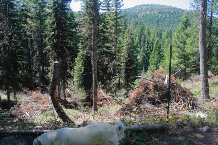 More of the short seasonal fenceline. We had to clear our fencelines for each pasture. Mostly chainsaw work.