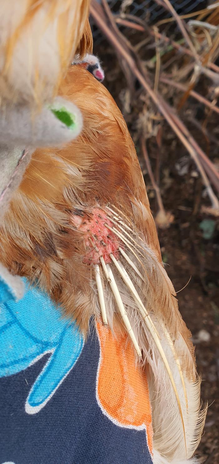 Bare patch at the top of her wing