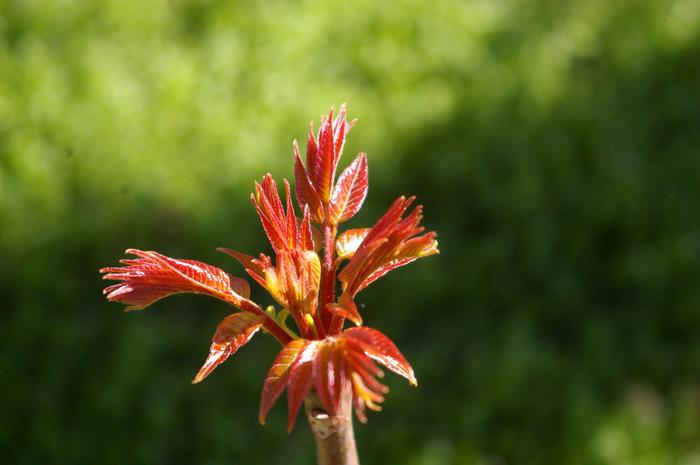 Red Toon Tree at 1 yr - Spring 2021