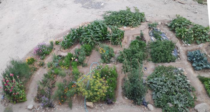 Garden beds filled with cow manure, thriving