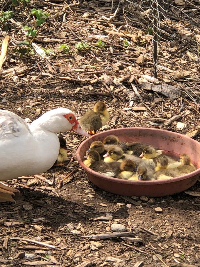 Mrs. Guy and her 11 sweet babies.