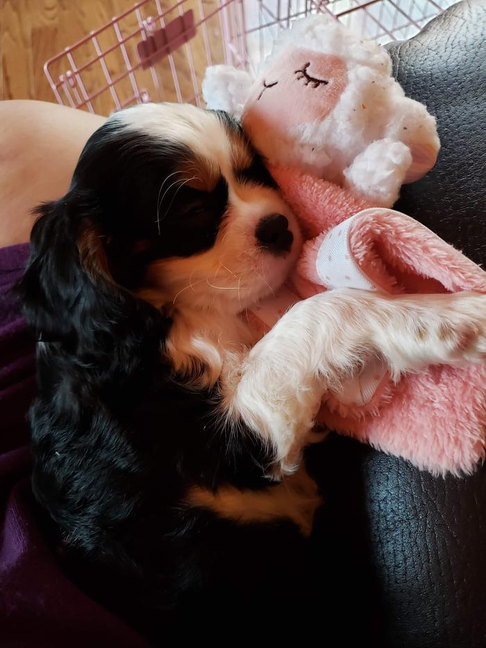 Charlie, napping with her 'lambie'. S she loves this stuffie!