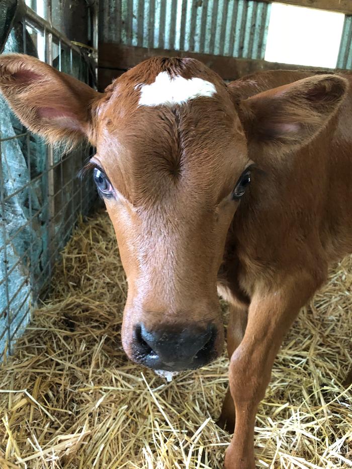 sweet baby calf