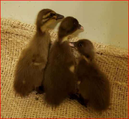 Cute, noisy and messy - typical ducks!