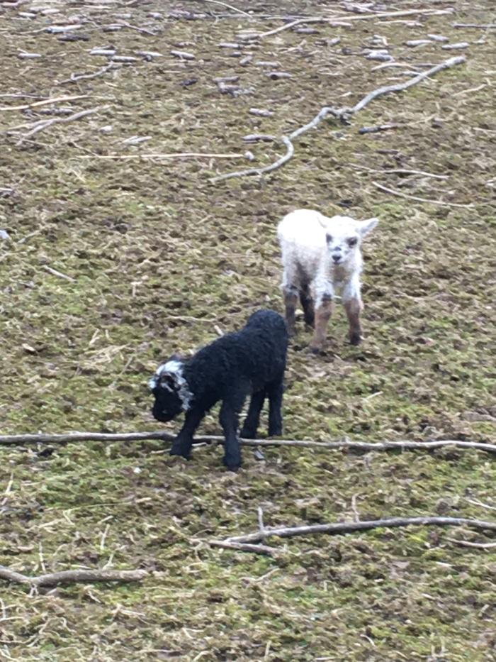 Lily's twins--another spotted ram lamb and a black ewe lamb