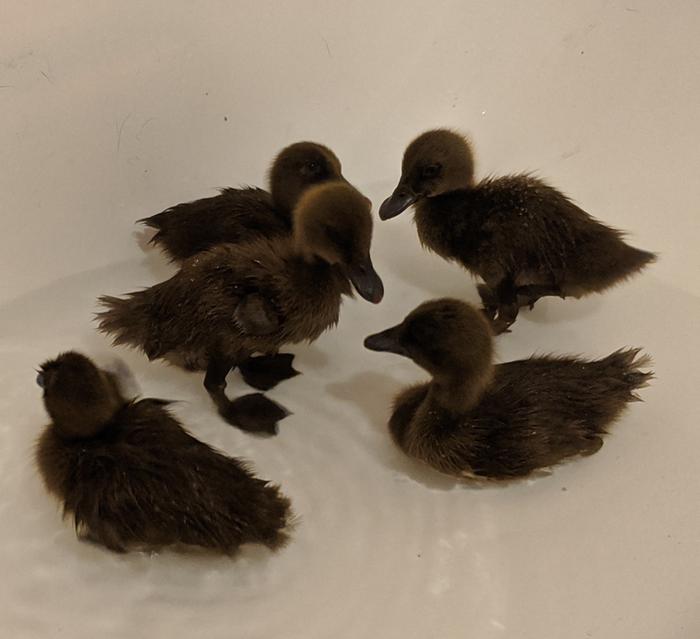 baby ducks