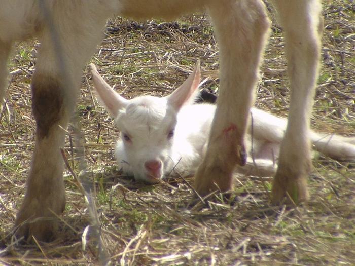 cute baby goat. look at those ears!