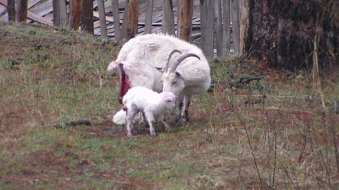 mother goat and kid