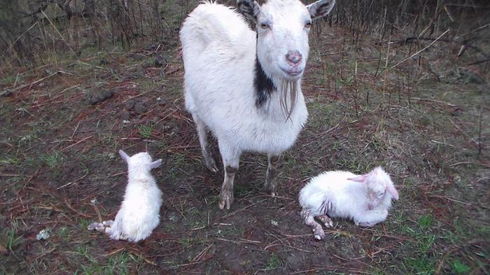 mother goat and twin buck kids