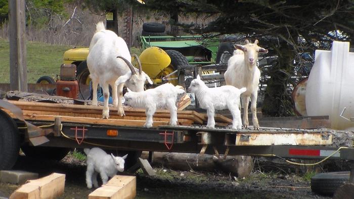 goats and kids playing on a trailer