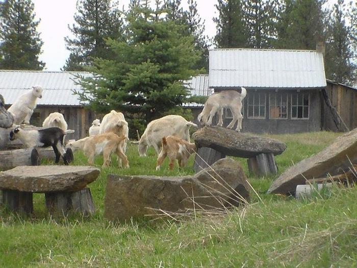 goats playing on rocks