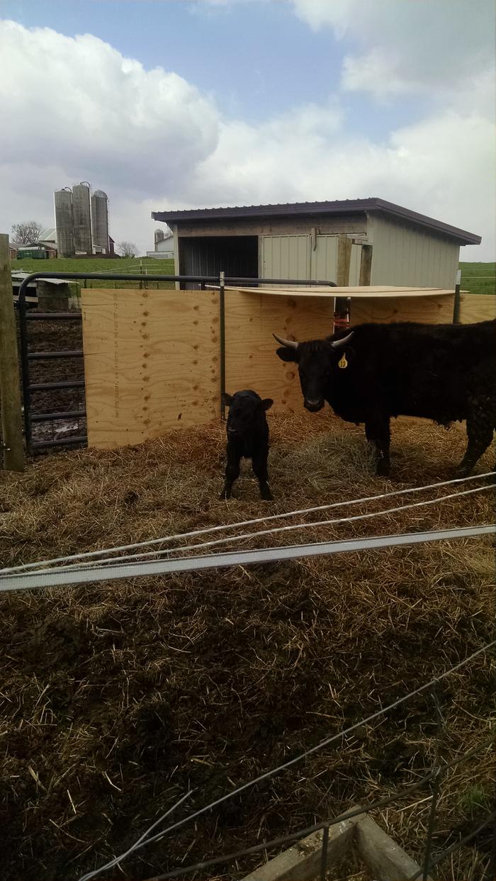 cow and baby bull calf