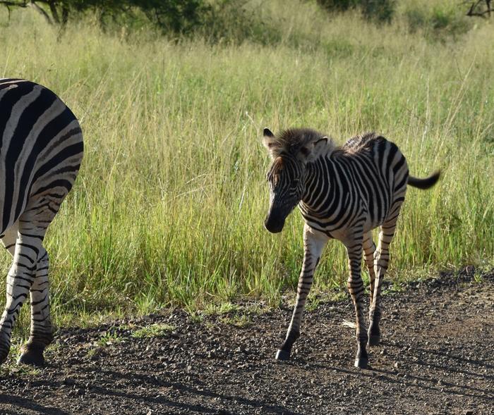 Zebra foal kicking things up