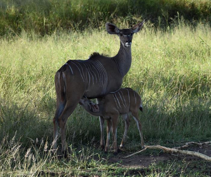 Kudu nursing