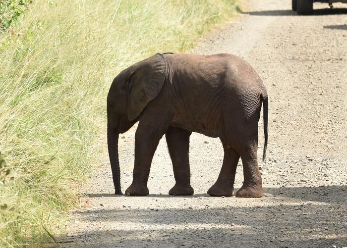 Very young African elephant