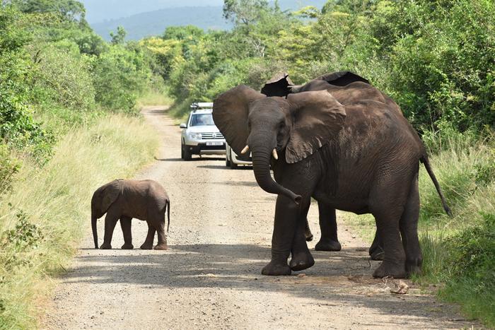 Same elephant showing size contrast