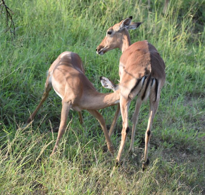 Black-faced impala