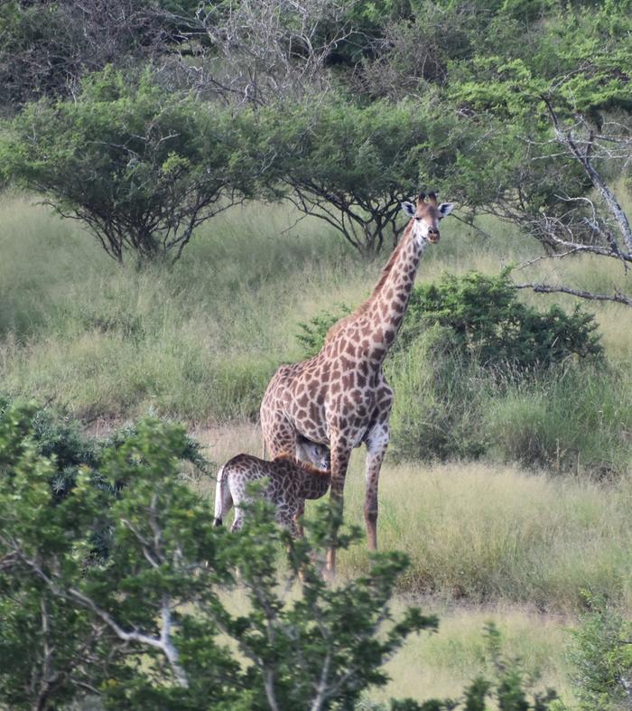 Southern giraffe