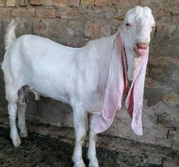 [Thumbnail for Male-Damascus-Goat.jpg]