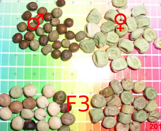 pea seeds