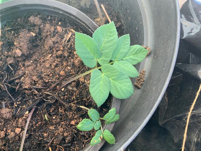 Is this ground elder growing out of potato-like tubers I dug up from my garden?