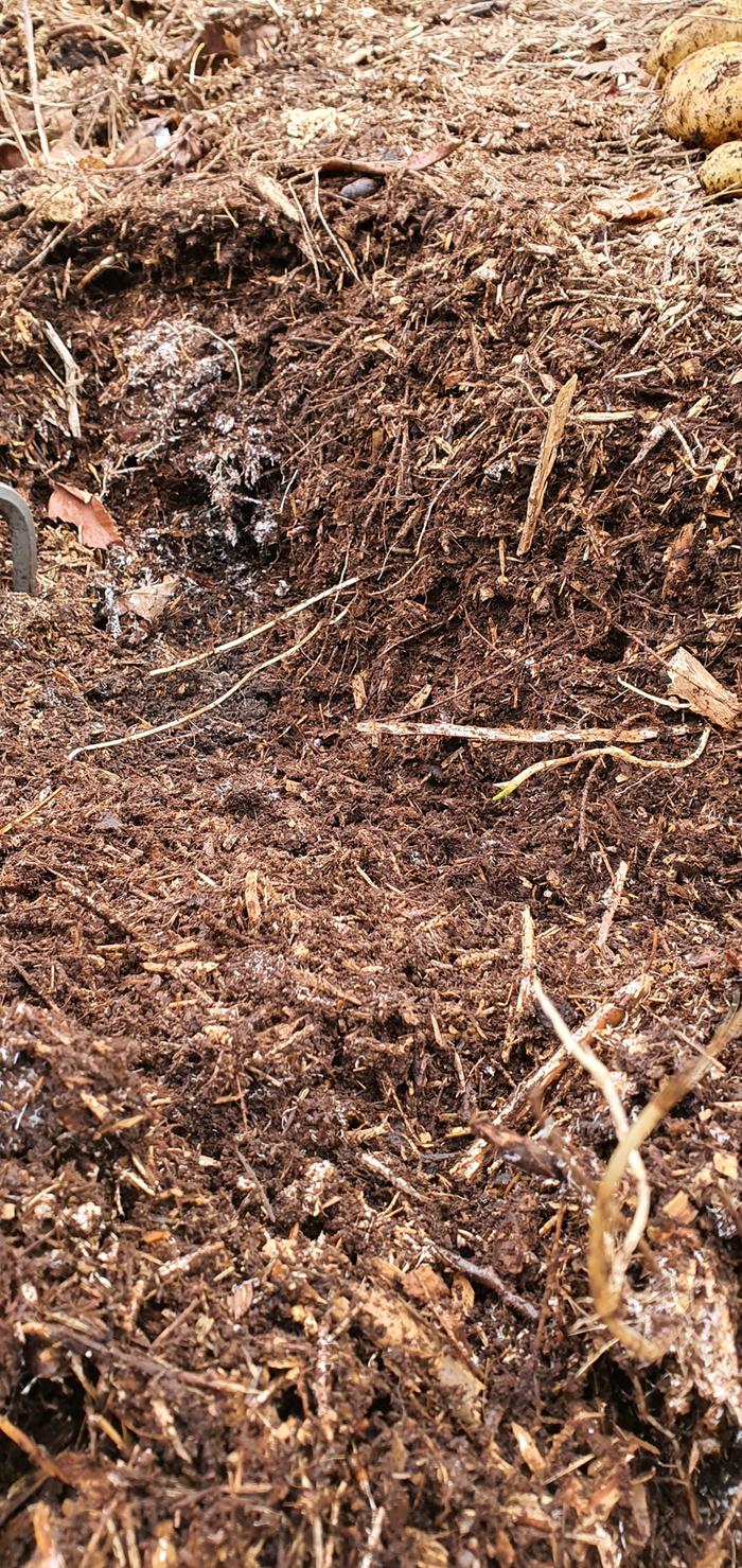 couch rhizomes growing under the mulch