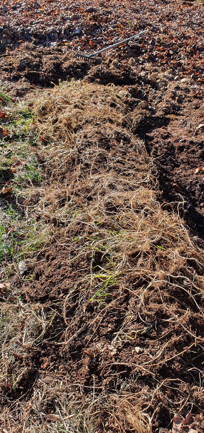 a dense mat of couch rhizomes 