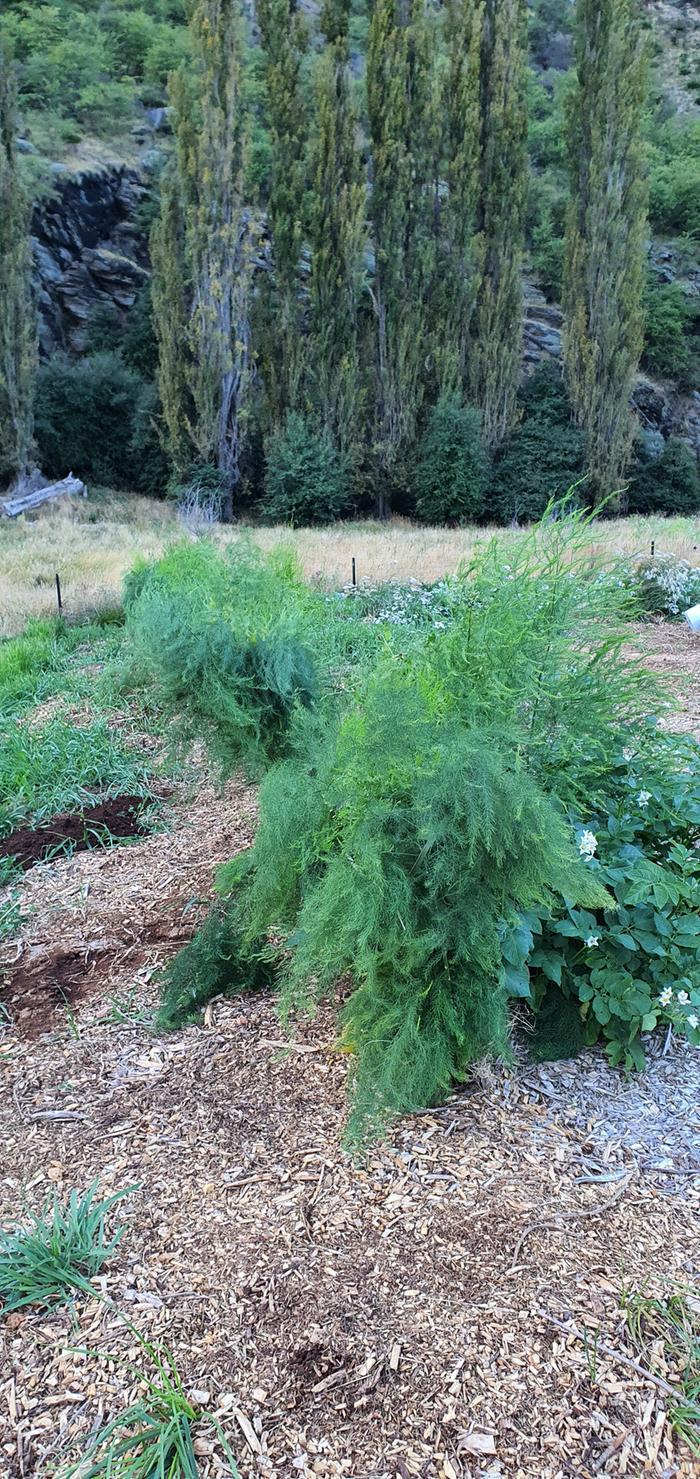 asparagus after mulching