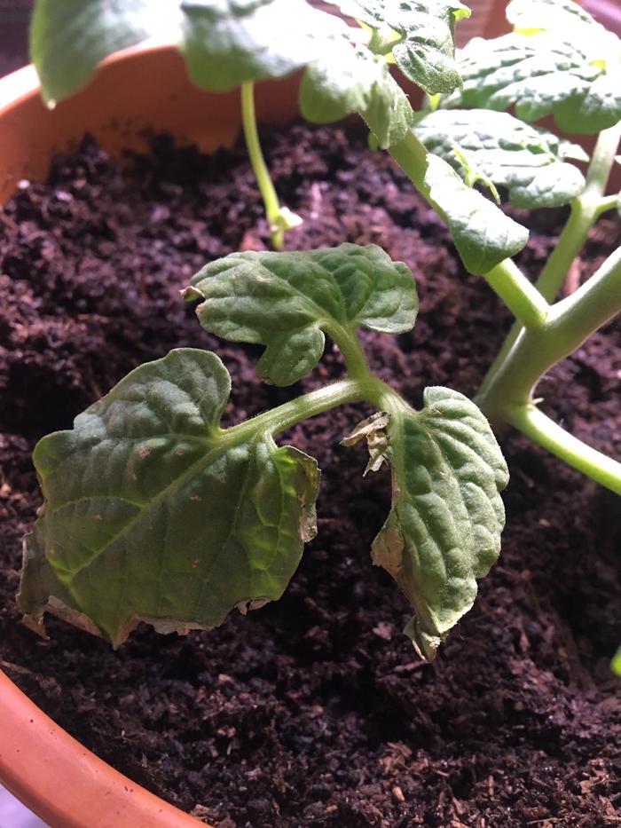 Bottom leaves on cherry tomato plant just crusting away.