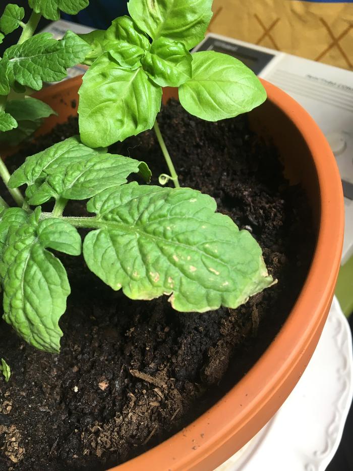 Strange dry, browning patches on the cherry tomato.