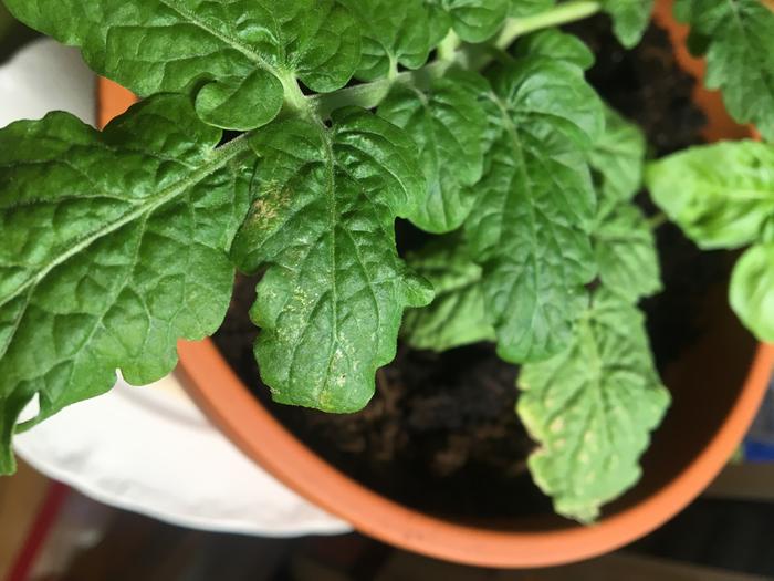 Another cherry tomato leaf.