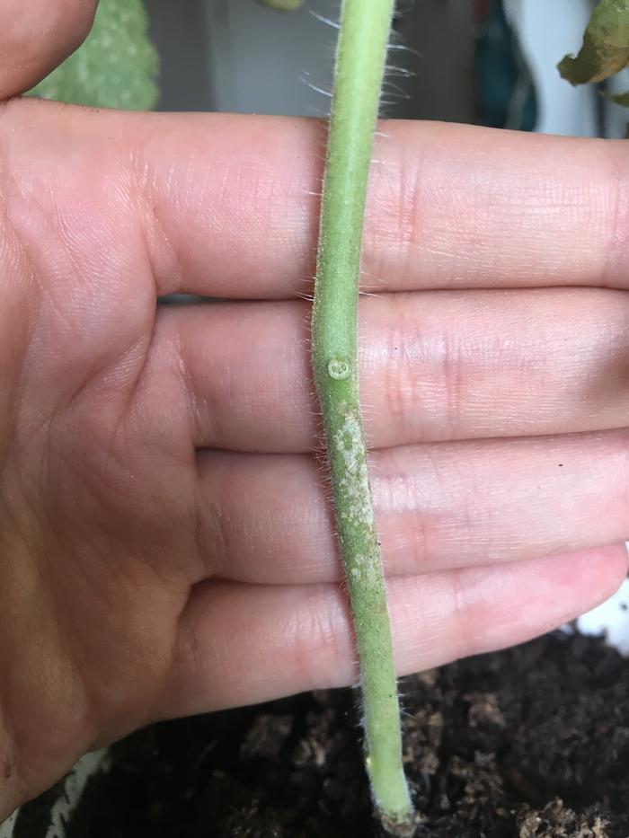 Stem on the Bull's Heart tomato.