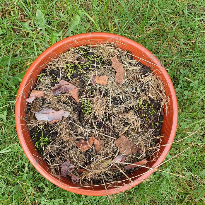 carrot seedlings