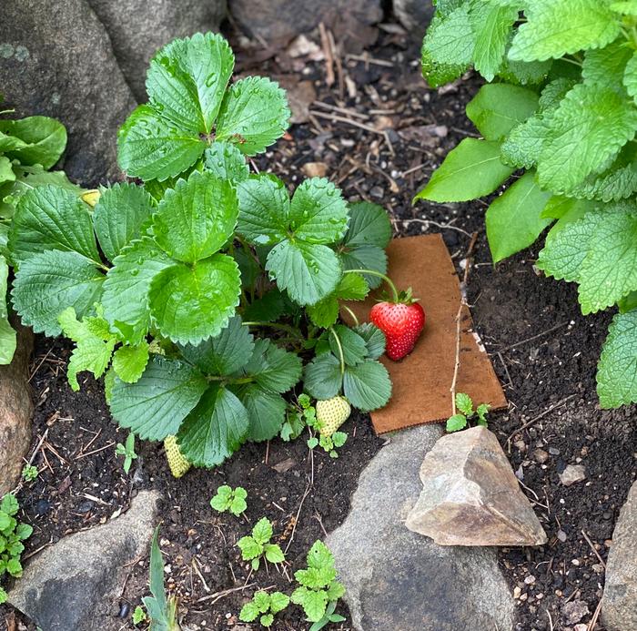 Strawberry on cardboard.