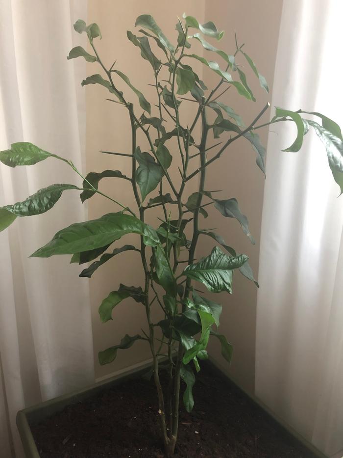 Full plant