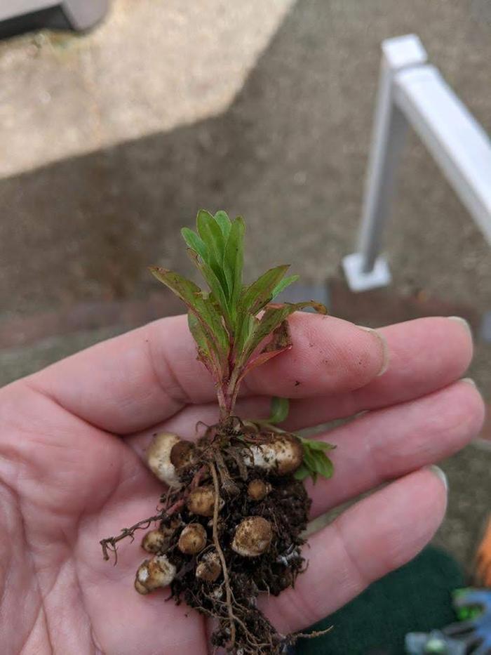 Anyone know what this plant is?