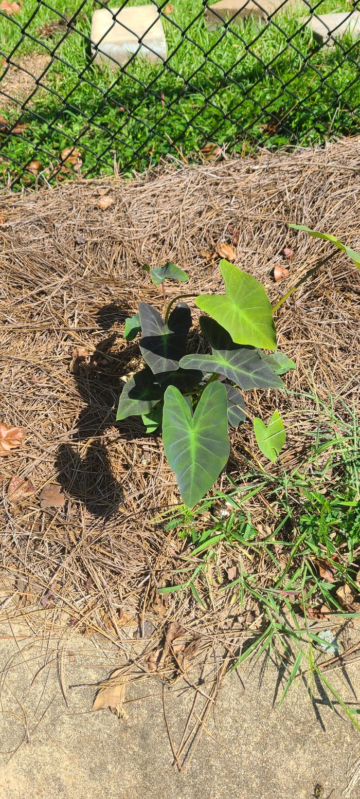 Colocasia Coal Miner