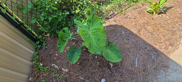 Colocasia Mojito 