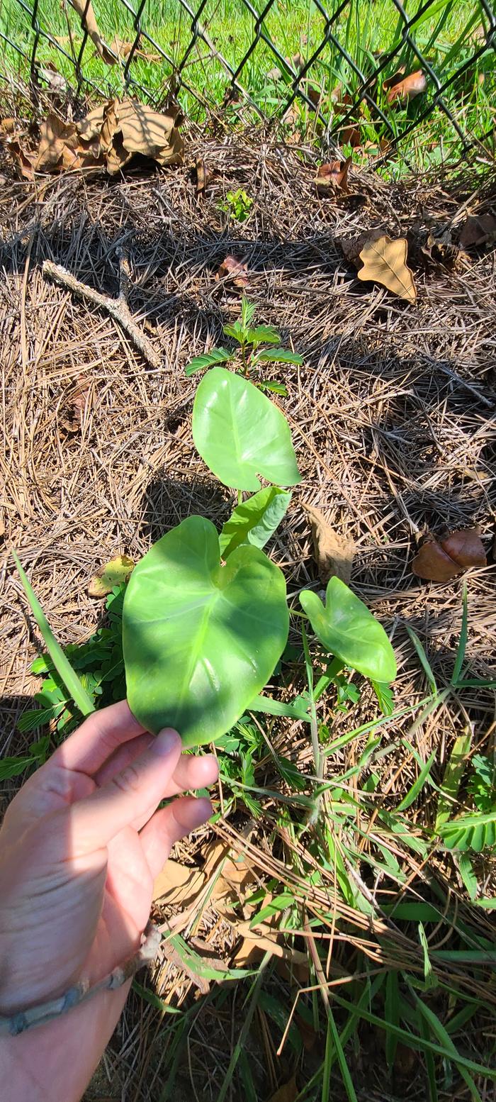 Colocasia gigantea Thailand Giant