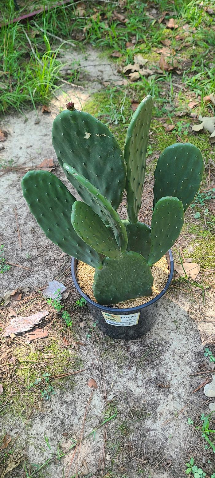 Opuntia ficus-indica 