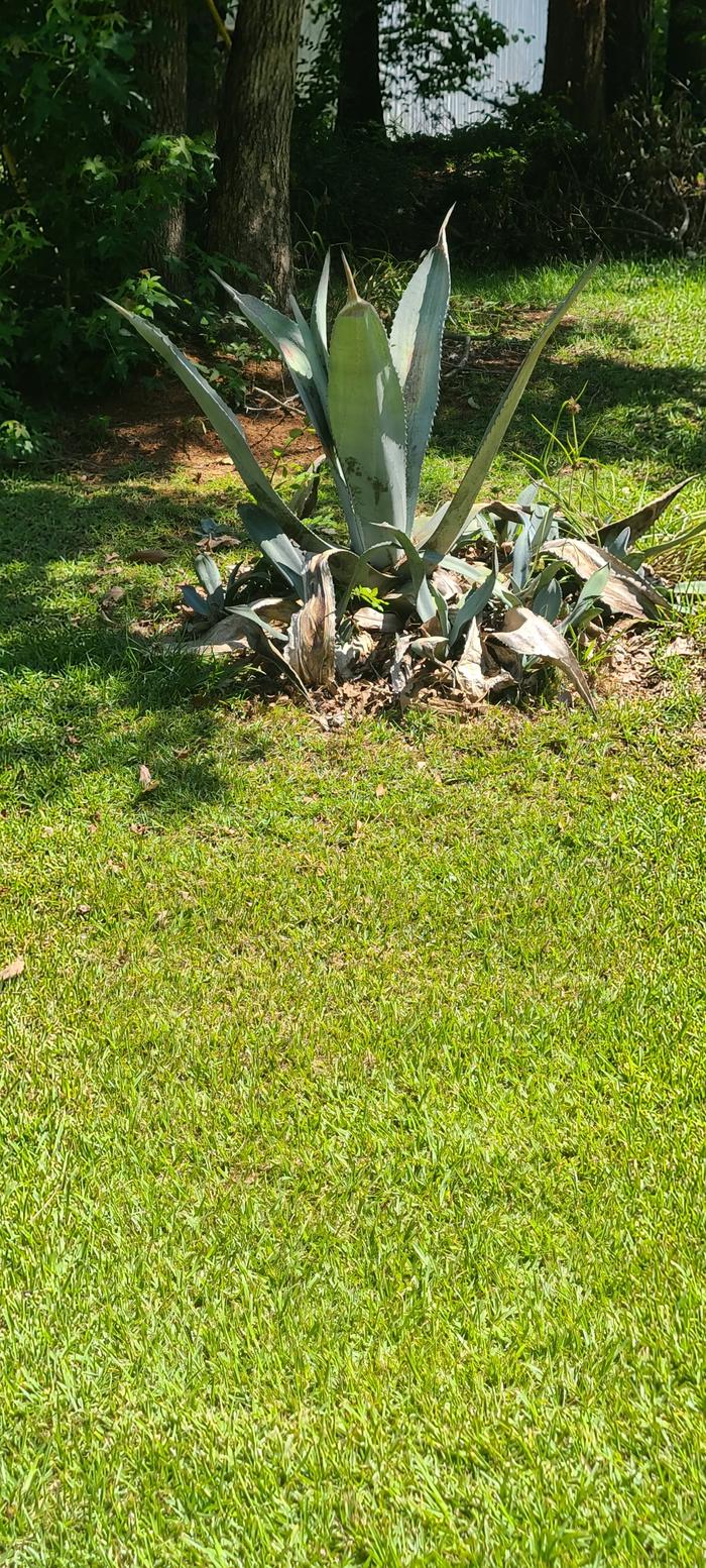 Agave species or Aloe