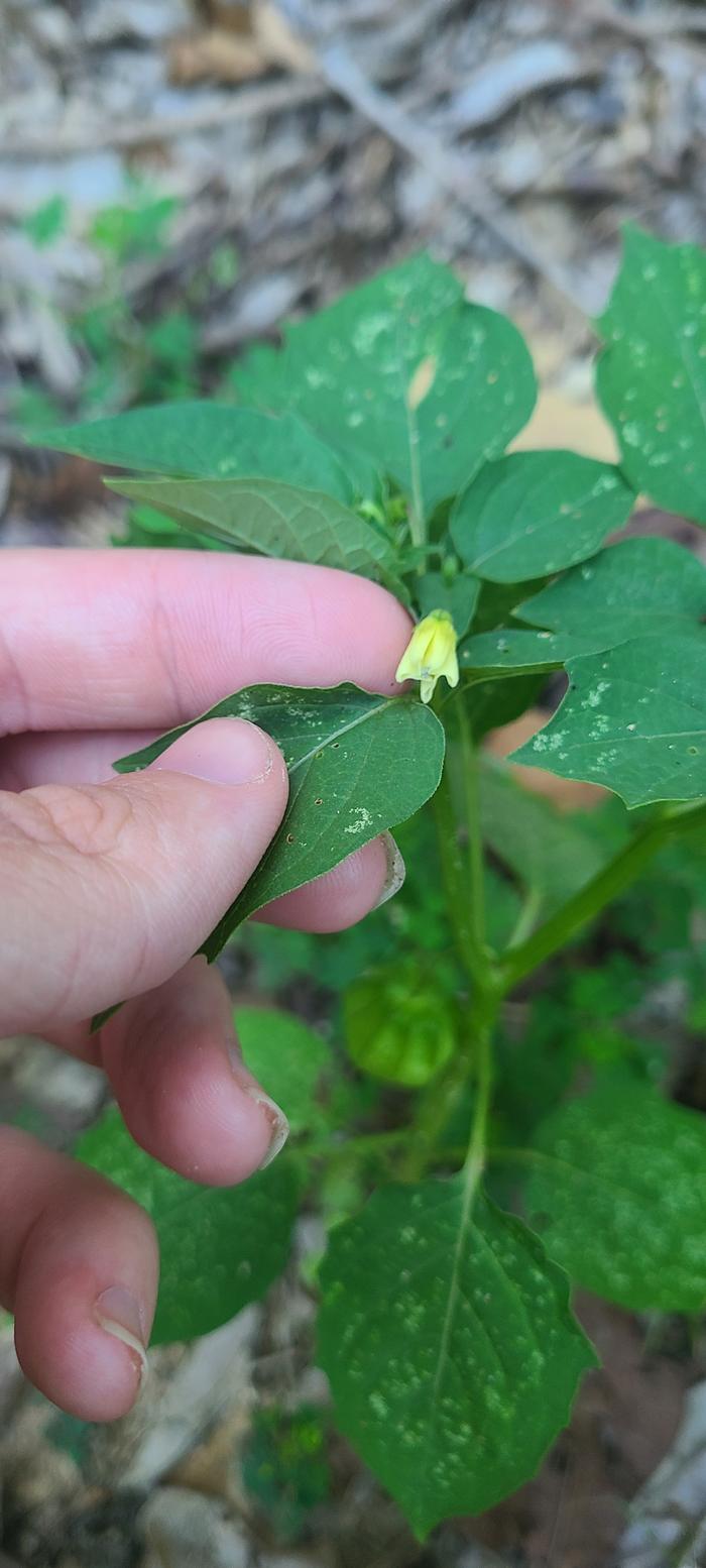 Physalis angulata flower