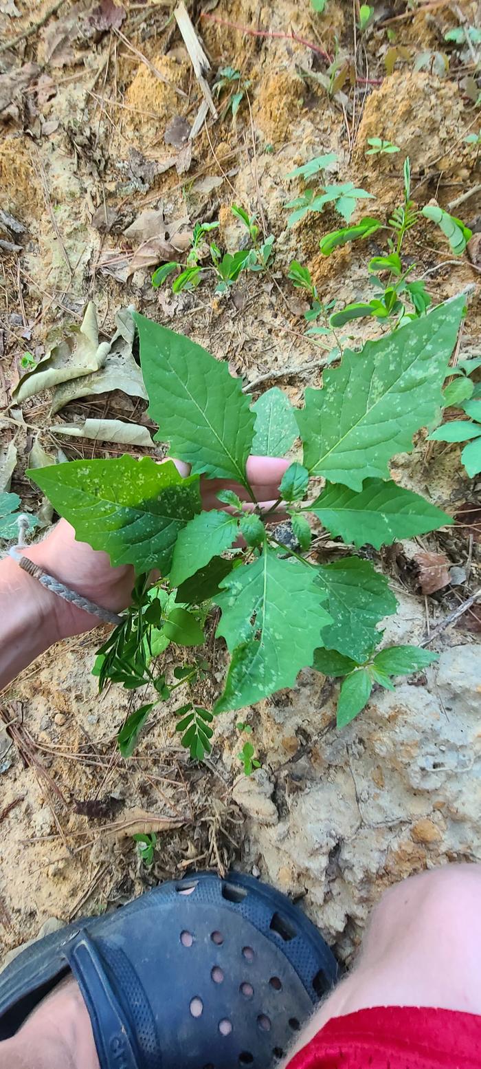 Physalis species